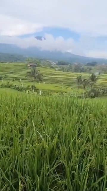 РИСОВЫЕ ТЕРРАСЫ БАЛИ #bali #travel #beautiful #amazing #riceterrace #nature смотреть онлайн