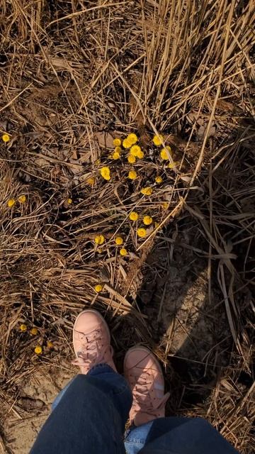 тихий влог - мир глазами художницы, весенний лес, перво смотреть онлайн