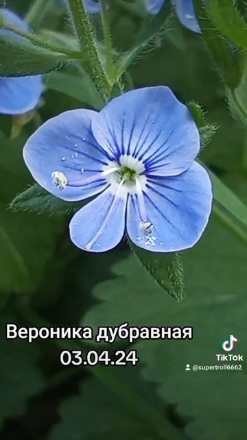 Вероника дубравная #цветывсаду #природа #весна 03.05.24 смотреть онлайн