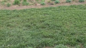 Любят ли коты котовник?🙂