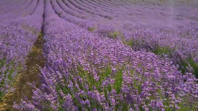 Лаванда (София Ротару) - моя версия в лавандовом поле в смотреть онлайн
