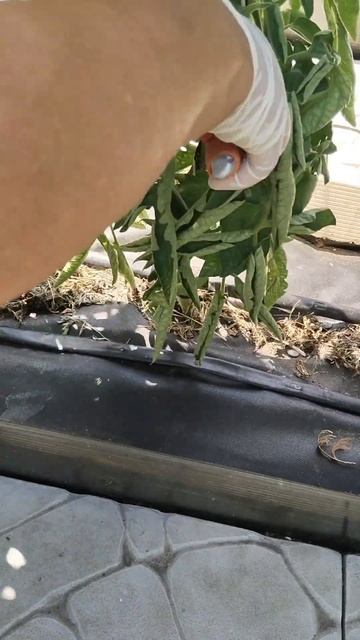 Чтобы побыстрее покраснели помидоры смотреть онлайн