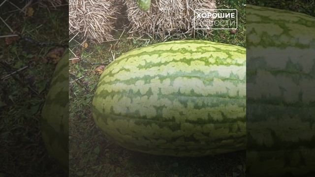 В Подмосковье выращивают огромные овощи смотреть онлайн