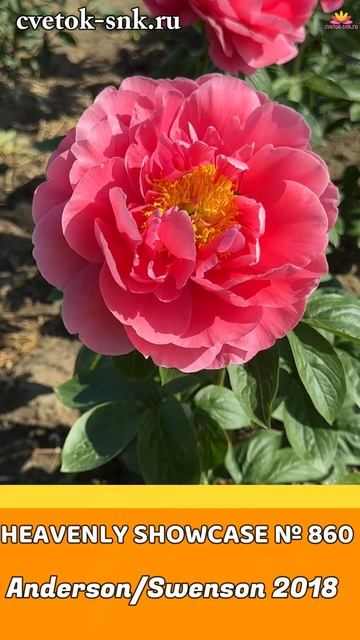 Пион Heavenly Showcase / Сад Ворошиловой #shorts #heavenlyshowcase #садвор? смотреть онлайн