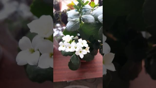 Белый каланхоэ смотреть онлайн