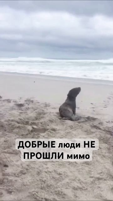 🥹СПАСЛИ! ЕСТЬ ещё ЛЮДИ #море #помощь #животные #спасиб? смотреть онлайн