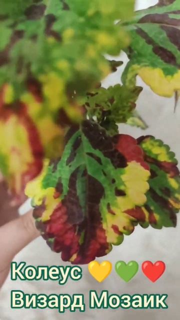 Колеус 💛💚❤️ Визард Мозаик смотреть онлайн