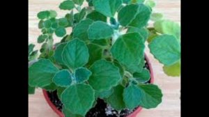 Витаминный напиток из плектрантуса( комнатная мята)