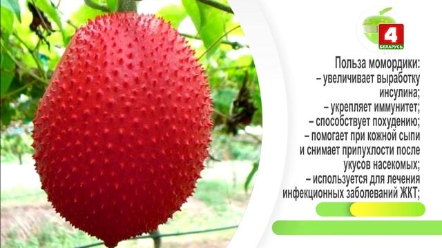 Будем здоровы! Момордика смотреть онлайн