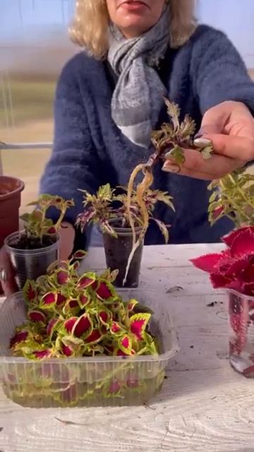 Колеусы для ленивых: размножить и сохранить в зиму смотреть онлайн