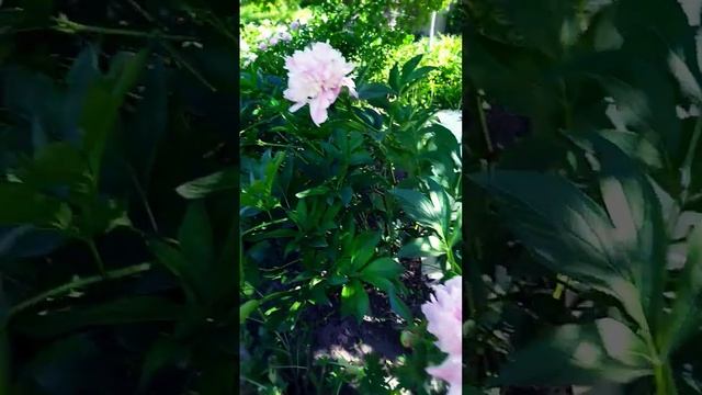 ♥️♥️♥️Любуемся красотой Пионов и запах Волшебный? смотреть онлайн