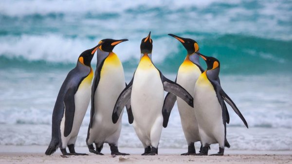 Пингвины: Интересные факты про Пингвинов