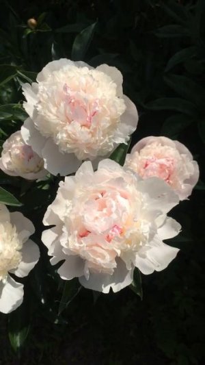 Пион Блаш Куин (Paeonia Blush Queen)