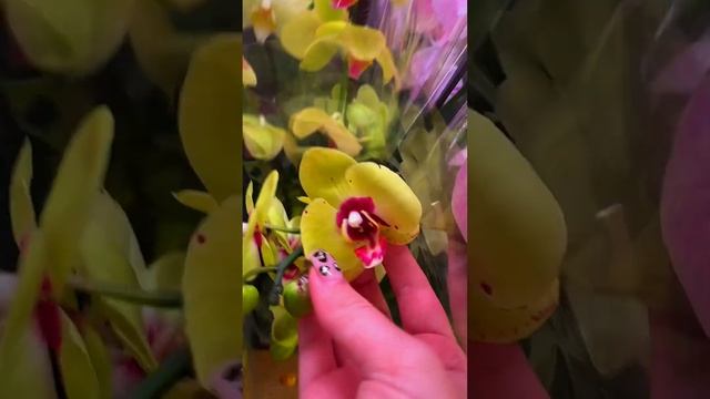 В наличии! Голландские цветущие орхидеи! Новая постав? смотреть онлайн