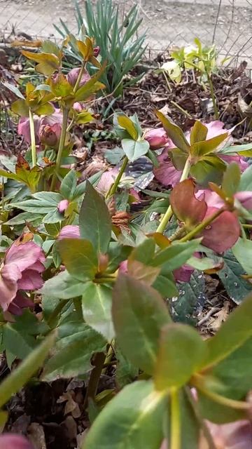 Морозник цветёт на даче смотреть онлайн