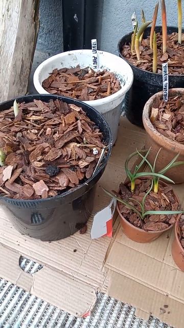 Ирис сетчатый гиацинты.2.03.24г. смотреть онлайн