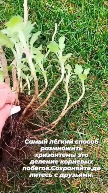Для заказа корней обр в телеграмм 89086076809 #хризантема#с? смотреть онлайн