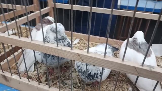 01.03.25 МОСКВА. ЯРМАРКА ГОЛУБЕЙ смотреть онлайн