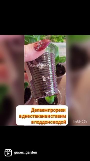 укоренение петунии #ампельнаяпетуния #петуния #укорен смотреть онлайн