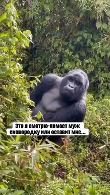 #shorts #short #едимдома #еда #муж #жена #жиза #юмор #смех #кухн? смотреть онлайн