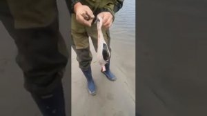 Щука проглотила ондатру