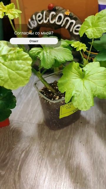 Черенки герани #гераньуход смотреть онлайн