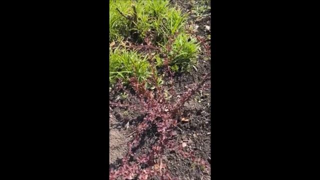 Барбарис сорт Арлекіно. 11 квітня 2025р. смотреть онлайн