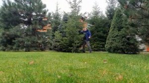 Как обрезать пихты ?