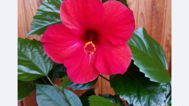 ГИБИСКУС- гүлі әдемі гүл береді! Үй гүлдерінің күтімі # смотреть онлайн