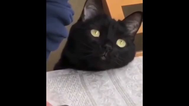 Приколы подборка Epik Fails #2 смотреть онлайн