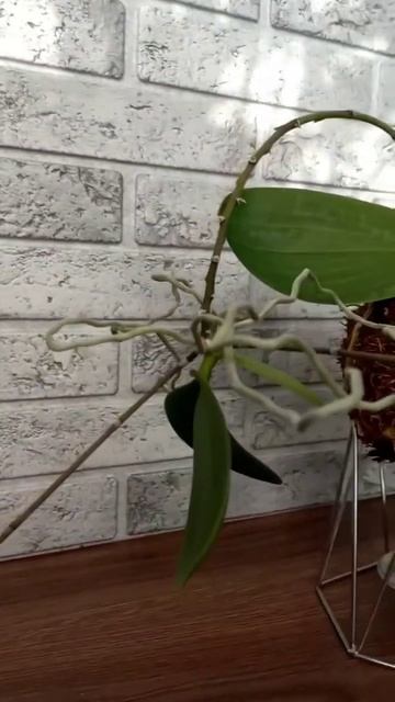 Орхидея активно растит деток. Сорт Эквестрис #plants #flowers смотреть онлайн