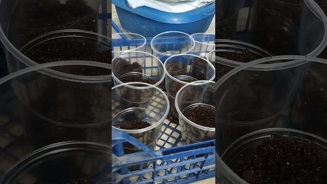 подготовка стаканчиков для рассады перца #дача #огоро? смотреть онлайн