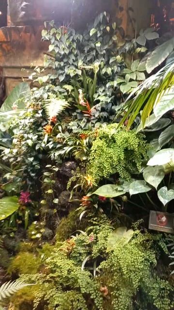 Выставка орхидей 😍 смотреть онлайн