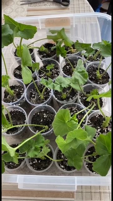 Начеренковала пеларгонию. Зацветет красными и розовы? смотреть онлайн