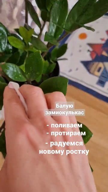 Красавиц Замиокулькас - растёт себе по тихоньку #идеи # смотреть онлайн