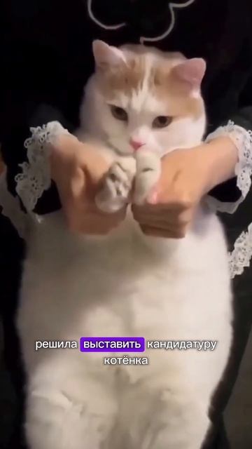 Мяу, мяу, мяу! ТГ: Сейчас Объясню смотреть онлайн