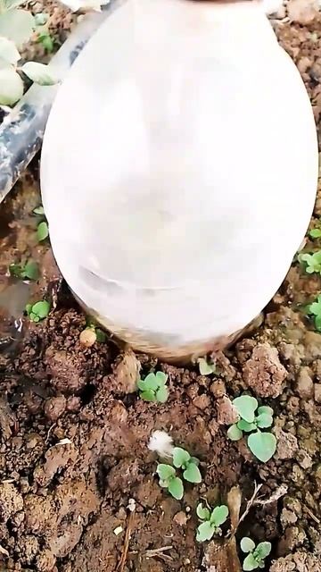 Новый способ укоренение Клубника с Бутылкой смотреть онлайн