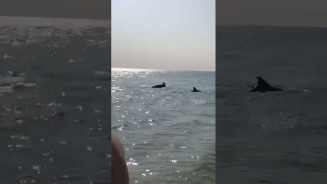 Дельфины в Азовском море смотреть онлайн
