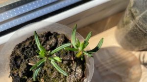 пихта сибирская из семян, часть 2