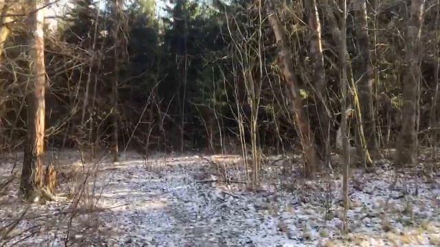 Еловый оазис в загадочном лесу смотреть онлайн