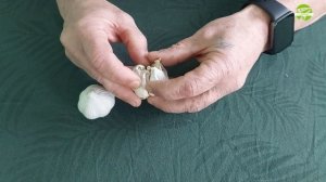 Как отличить озимый чеснок от ярового