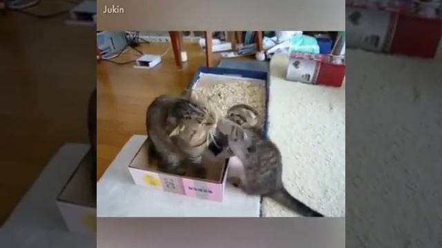Приколы смотреть онлайн
