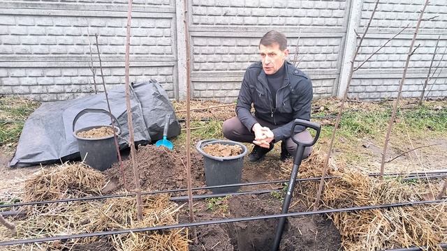 Что надо сделать обязательно при посадке хурмы. смотреть онлайн