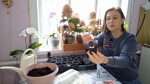 Даже очень старые семена перца взошли!РАССАДУ выращив смотреть онлайн