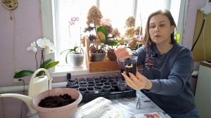 Даже очень старые семена перца взошли!РАССАДУ выращив