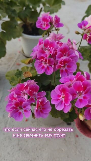 Когда обрезать Герань? смотреть онлайн