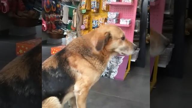 Салоники, умная собака просит еду в магазине с собачье смотреть онлайн