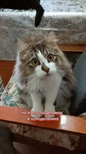 Анекдот дня🤣Обещала после шести не есть. #cat #озвучка # смотреть онлайн