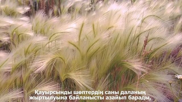 Ковыль Залесского смотреть онлайн