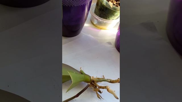 размножение орхидей смотреть онлайн